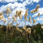 Irre Landschaft am Tongariro Nationalpark